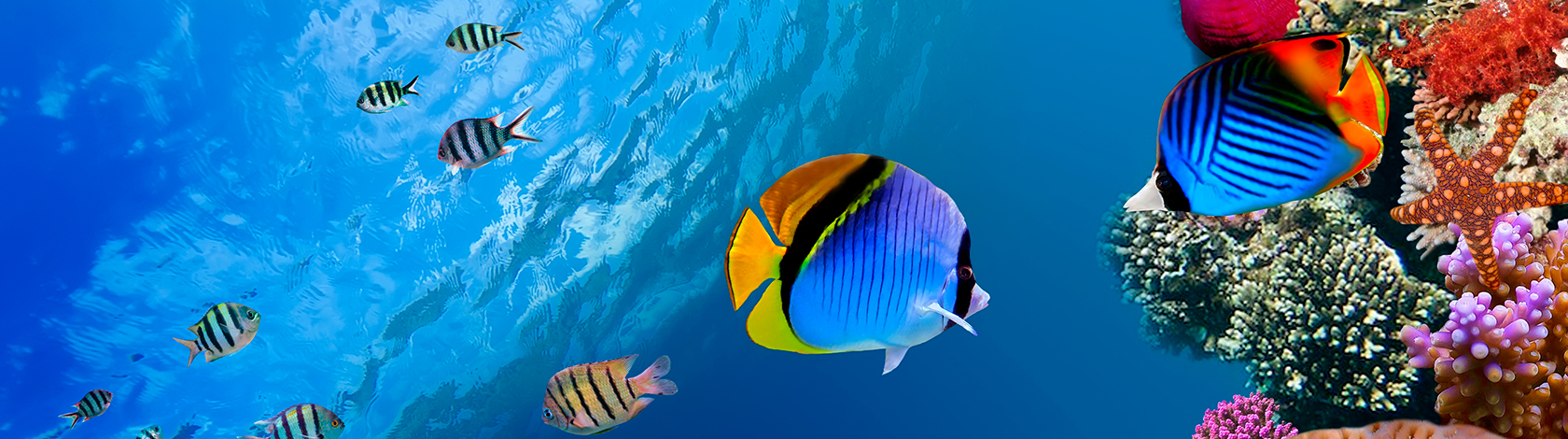 CERTIFICADO PLASTIC NEUTRAL